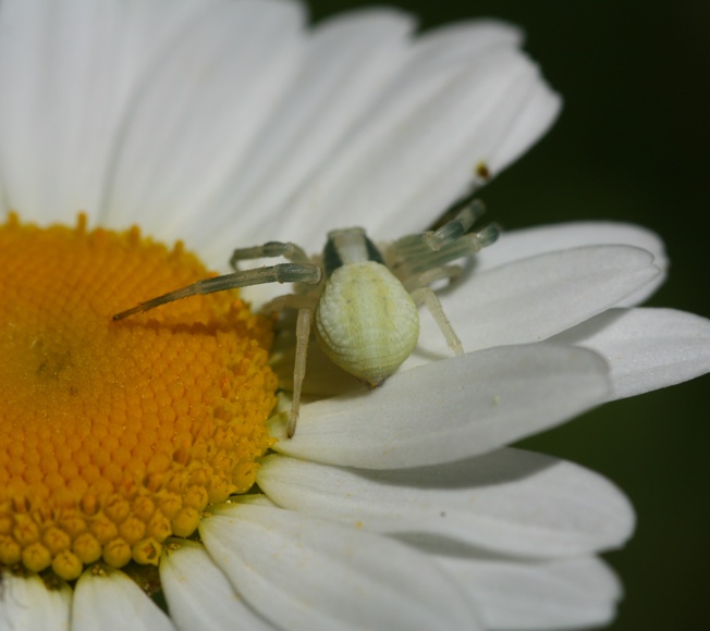 Misumena vatia